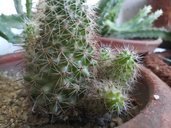 Planta Cactus Maceta Barro Jardín Balcón — Foto de Stock