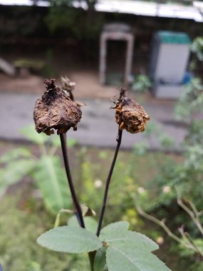 Bahçede erimiş gül çiçeği