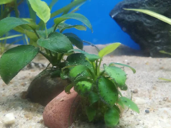 Anubias Nana Planta Acuario Sustrato Río — Foto de Stock