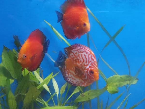Groep Discusvissen Aquarium India — Stockfoto