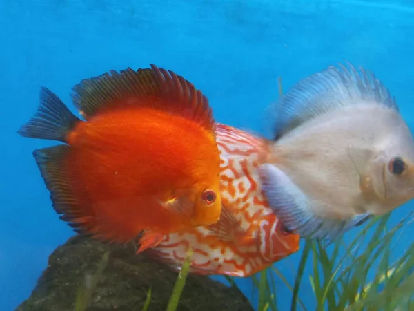 Grupo Peixes Aquário Como Aquário Disco — Fotografia de Stock