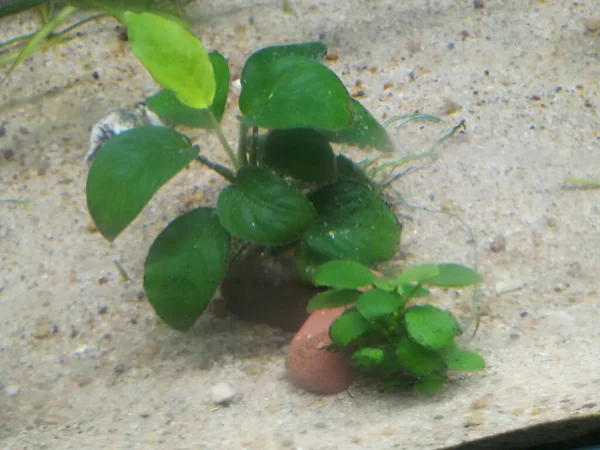anubias nana in planted aquarium