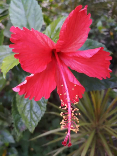 Fiore Ibisco Rosso Giardino Balcone — Foto Stock