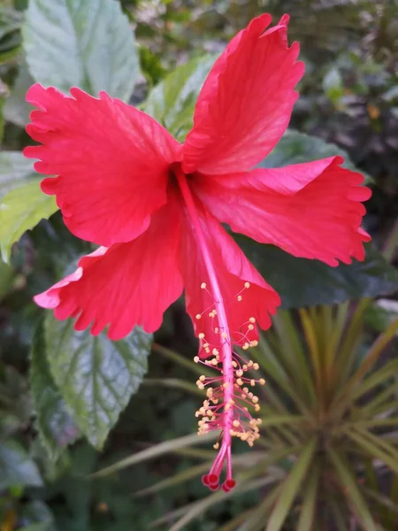 Hindistan 'daki balkon bahçesinde amber çiçeği.