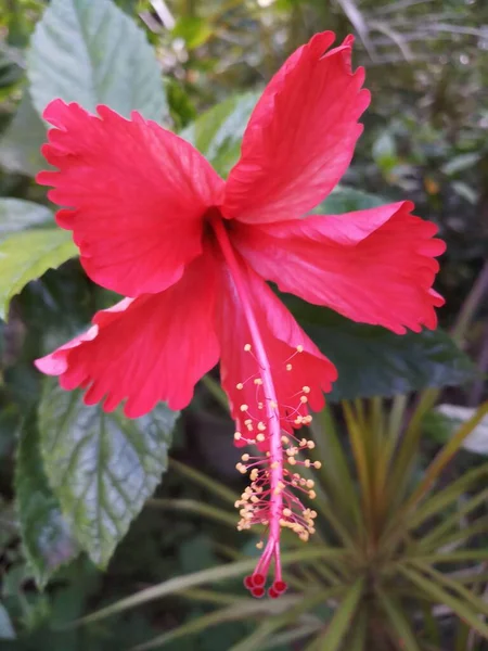 Flor Hibisco Vermelho Jardim Índia — Fotografia de Stock