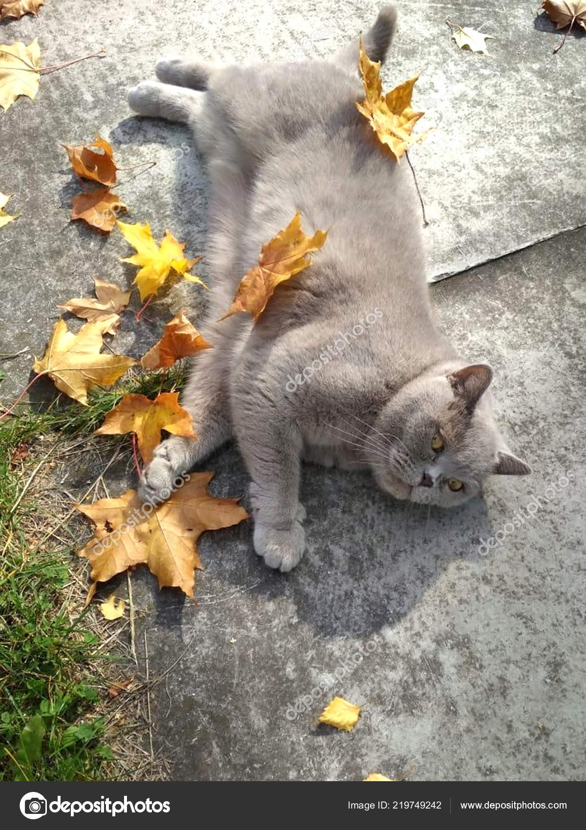 Katze Ahorn Blätter Britisch Kurzhaar Katze Liegend Den Hof