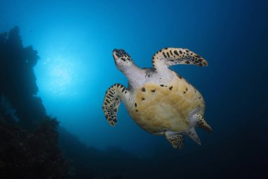 Hawksbill kaplumbağa - Eretmochelys Imbricata. 