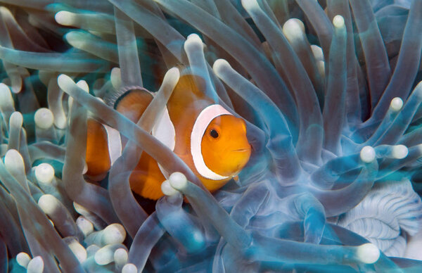 Nemo or clown fish. Tulamben, Bali, Indonesia.