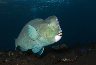 Yeşil humphead papağan - Bolbometopon muricatum. Bali, Tulamben, 