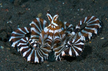 Wunderpus ahtapot - Wunderpus photogenicus. Bali.