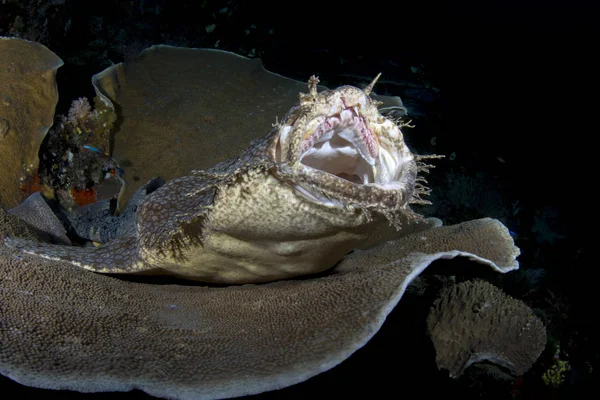 Tasselled wobbegong - Eucrossorhinus dasypogon. Raja Ampat, Endonezya.