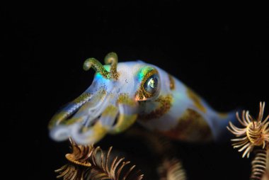 Bigfin resif mürekkep balığı - Sepioteuthis lessoniana. 