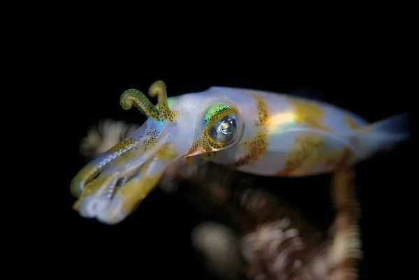 Bigfin Reef Squid Sepioteuthis Lessoniana — Stock Photo, Image