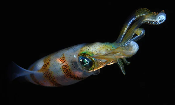 Calamari Della Barriera Corallina Sepioteuthis Lessoniana — Foto Stock