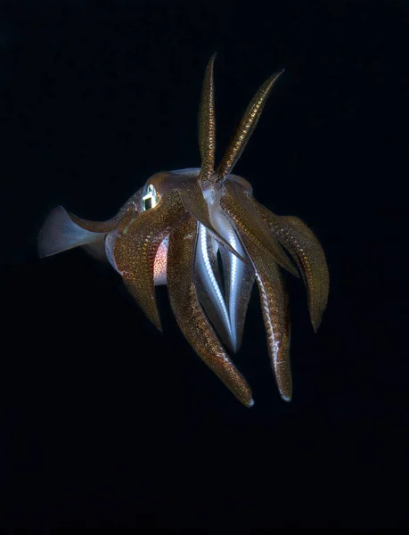 Calamari Della Barriera Corallina Sepioteuthis Lessoniana — Foto Stock