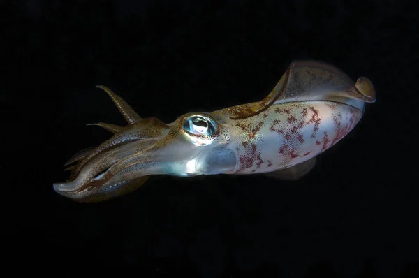 Bigfin resif mürekkep balığı - Sepioteuthis lessoniana. 