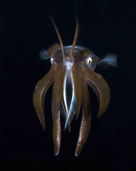 Bigfin Reef Squid Sepioteuthis Lessoniana — Stock Photo, Image