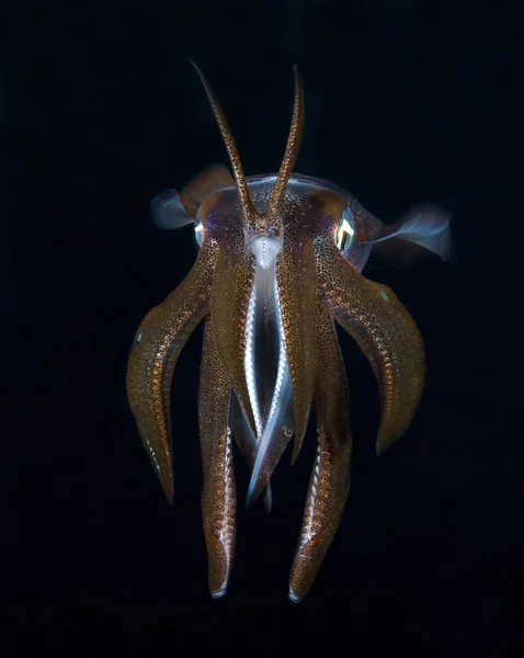 Bigfin Ύφαλος Καλαμάρια Sepioteuthis Lessoniana — Φωτογραφία Αρχείου