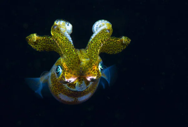 Calamar Arrecife Grande Sepioteuthis Lessoniana — Foto de Stock