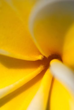 Çiçek - Frangipani. Buket, iyi bir ruh hali, hoş kokulu.
