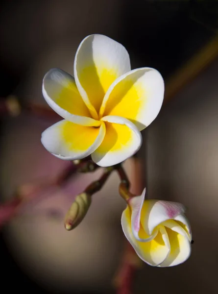 Blomster Frangipani Bouquet Godt Humør Behagelig Lukt – stockfoto