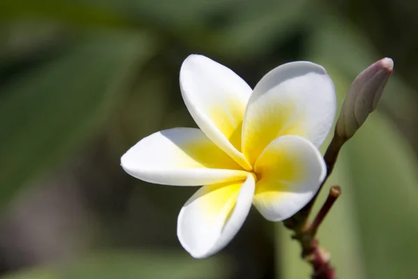 Blumen Frangipani Strauß Gute Laune Angenehmer Geruch — Stockfoto