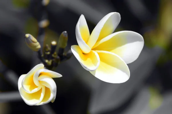 Blomster Frangipani Bouquet Godt Humør Behagelig Lukt – stockfoto