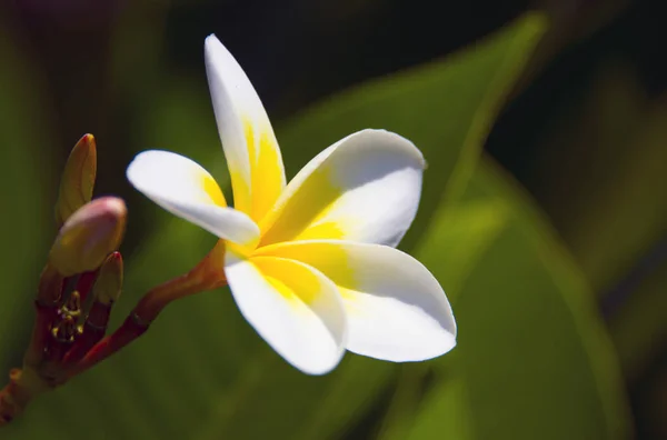 Çiçek - Frangipani. Buket, iyi bir ruh hali, hoş kokulu.