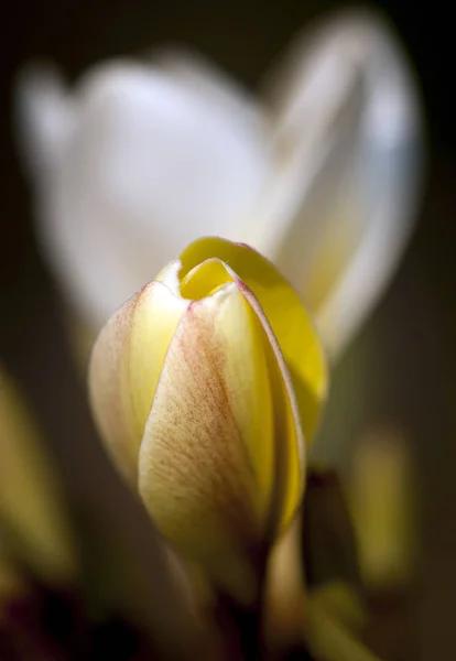 Цветы Frangipani Аромат Хорошее Настроение Приятный Запах Стоковое Фото