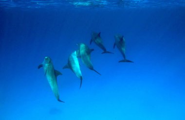  Yunuslar Red Sea'deki/daki Grup.                          