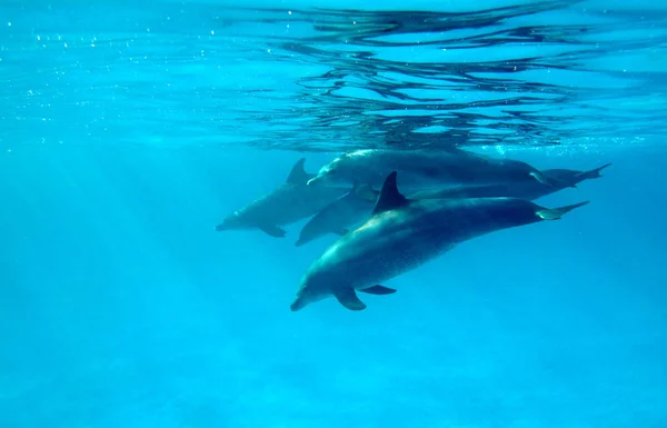Csoportja Delfinek Vörös Tengeren — Stock Fotó