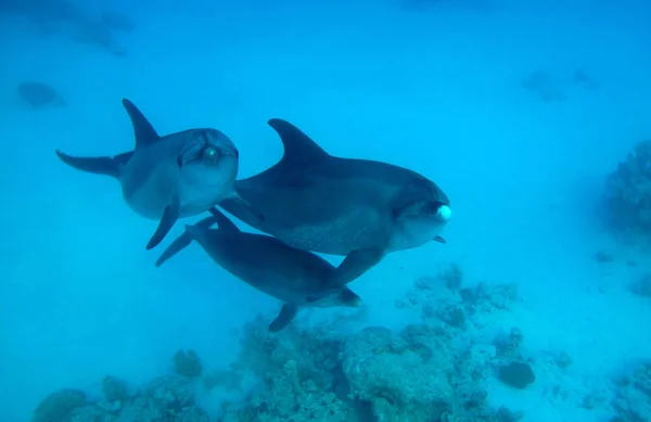 Grupo Delfines Mar Rojo — Foto de Stock