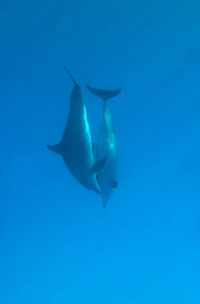 Группа Дельфинов Красном Море — стоковое фото