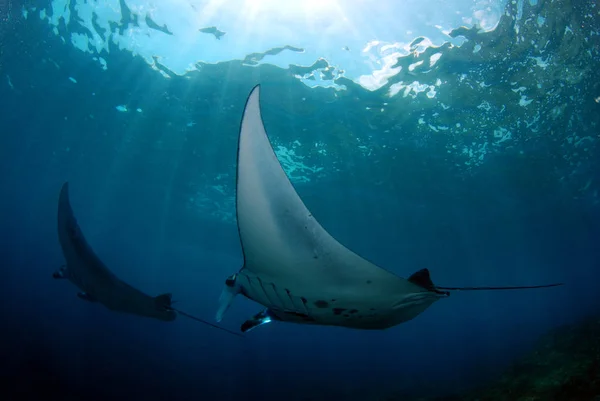 Görkemli mantas. Sualtı dünyasını. Manta noktası. Bali, Komodo.
