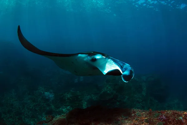 Majestic Mantas Underwater World Manta Point Bali Komodo — Stock Photo, Image