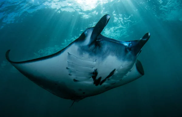 雄大なマンタ 水中の世界 マンタ ポイント バリ島 コモド — ストック写真