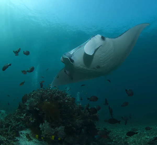 Fenséges Mantas Víz Alatti Világ Manta Pont Bali Komodói — Stock Fotó