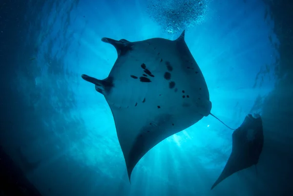 Görkemli mantas. Sualtı dünyasını. Manta noktası. Bali, Komodo.