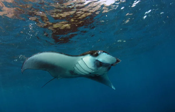 Majestuosas Mantas Mundo Submarino Manta Point Bali Komodo — Foto de Stock