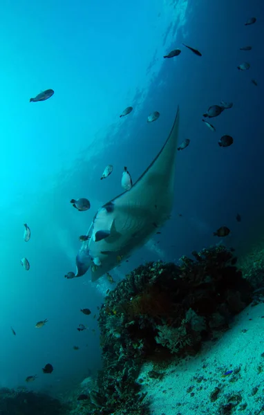 Fenséges Mantas Víz Alatti Világ Manta Pont Bali Komodói — Stock Fotó