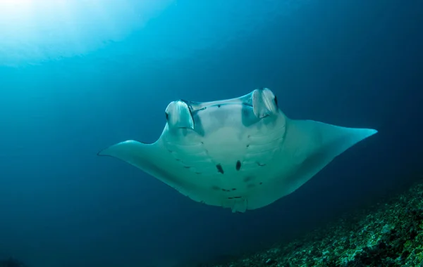 Majestic Mantas Underwater World Manta Point Bali Komodo — Stock Photo, Image