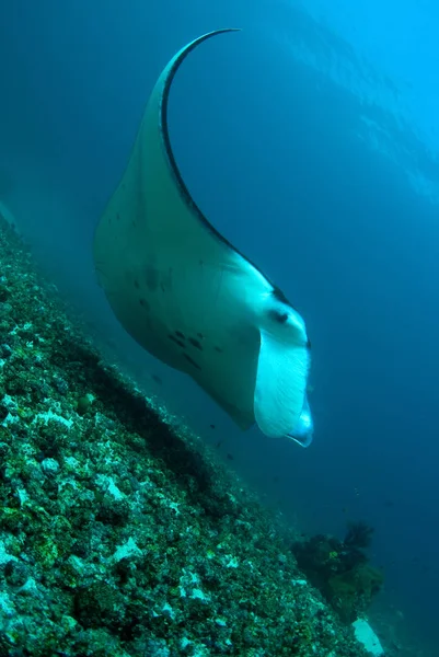 Görkemli mantas. Sualtı dünyasını. Manta noktası. Bali, Komodo.