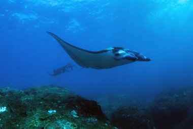 Manta ışınları - Dalış, şnorkel ve Bali tatil. Hint Okyanusu'nun inanılmaz yaratıklar.