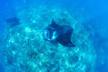 Manta ışınları - Dalış, şnorkel ve Bali tatil. Hint Okyanusu'nun inanılmaz yaratıklar.