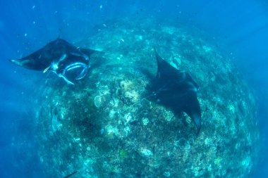 Manta ışınları - Dalış, şnorkel ve Bali tatil. Hint Okyanusu'nun inanılmaz yaratıklar.