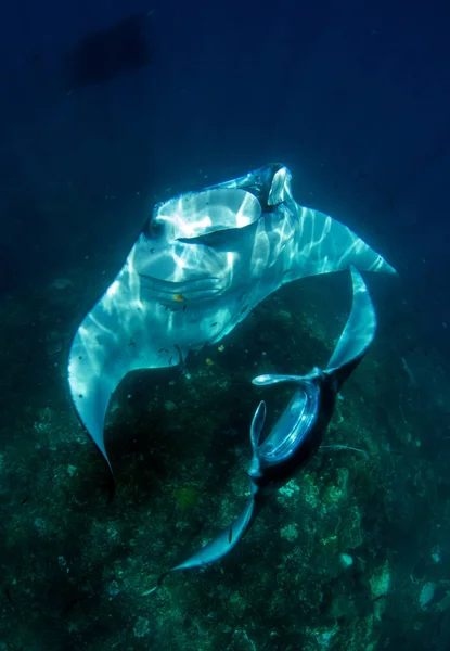 Manty Potápění Šnorchlování Dovolenou Bali Úžasné Stvoření Indického Oceánu — Stock fotografie