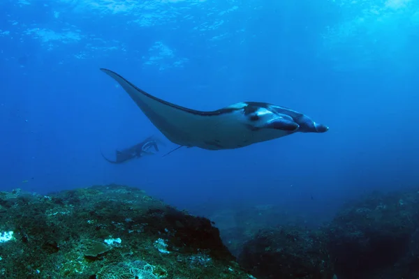 Manta Rays Diving Snorkeling Holiday Bali Amazing Creatures Indian Ocean — Stock Photo, Image