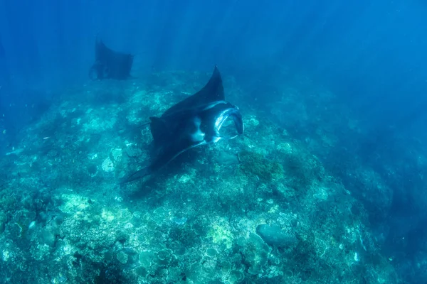 Manta Rays Búvárkodás Snorkeling Üdülés Balin Csodálatos Lények Indiai Óceán — Stock Fotó