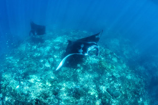 Manta rays - diving, snorkeling and holiday in Bali. Amazing creatures of the Indian Ocean.