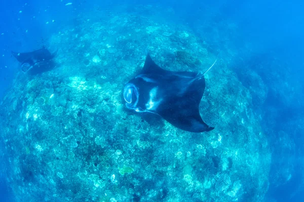 Raios Manta Mergulho Snorkeling Férias Bali Criaturas Incríveis Oceano Índico — Fotografia de Stock